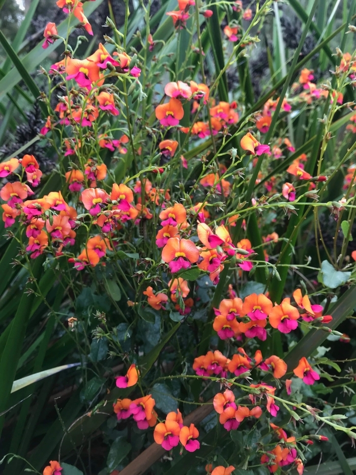 心叶火焰豌豆（Chorizema cordatum），又叫做火焰豌豆