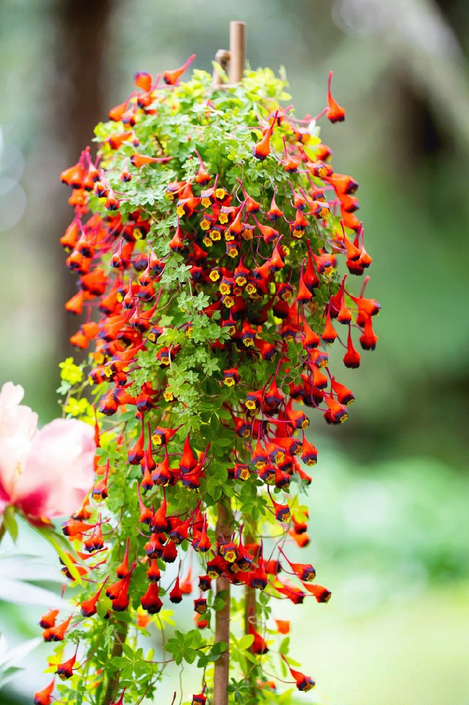 三色旱金莲（Tropaeolum tricolor）：色彩斑斓的南美瑰宝