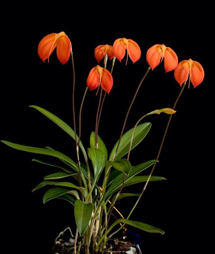 火红尾萼兰（Masdevallia ignea），也称为“火焰兰”或“火红兰