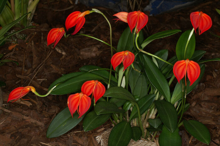 火红尾萼兰（Masdevallia ignea），也称为“火焰兰”或“火红兰