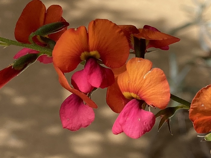 心叶火焰豌豆（Chorizema cordatum），又叫做火焰豌豆