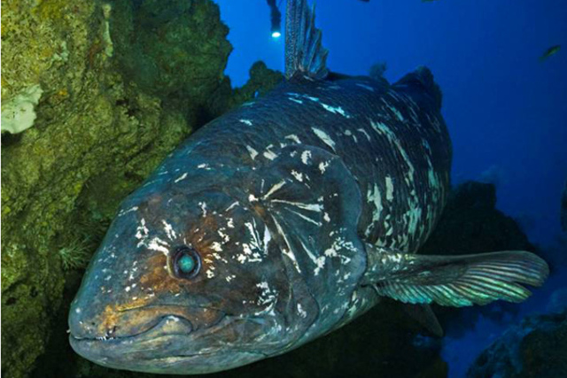 腔棘鱼（Coelacanth）