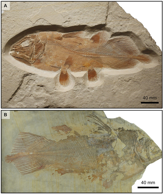 腔棘鱼（Coelacanth）