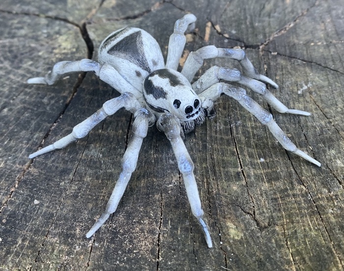 塔兰图拉狼蛛（Lycosa tarantula）