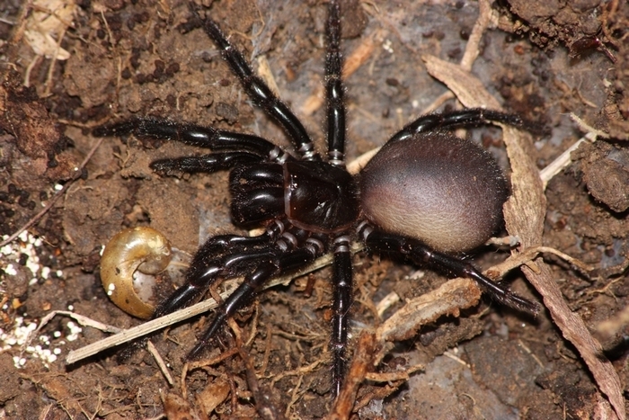 澳大利亚漏斗网蛛（Atrax robustus）