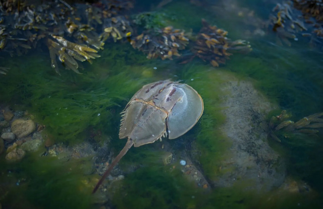 马蹄蟹（Horseshoe Crabs）