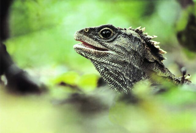 大头蜥（Tuatara，Sphenodon punctatus）