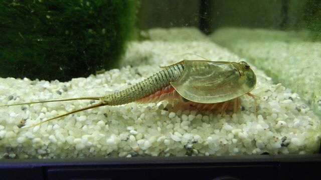 三叶虫（Triops）