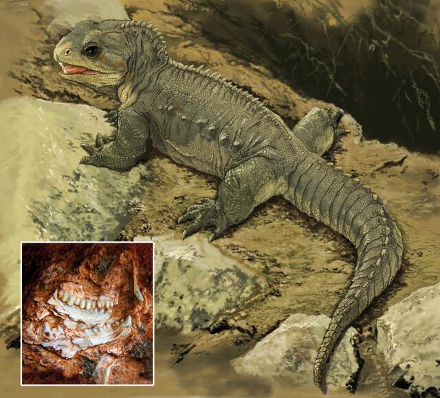 大头蜥（Tuatara，Sphenodon punctatus）