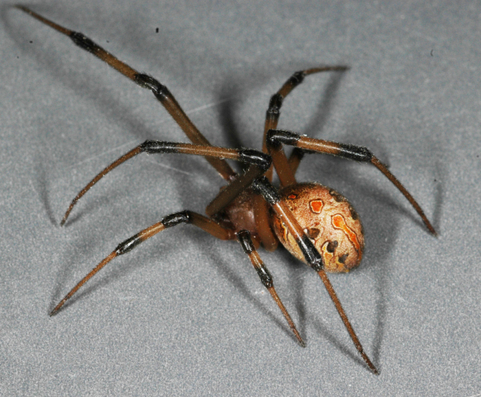 褐寡妇蛛（Latrodectus geometricus）