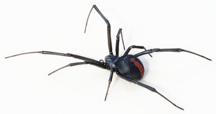 红背蛛（Latrodectus hasselti）