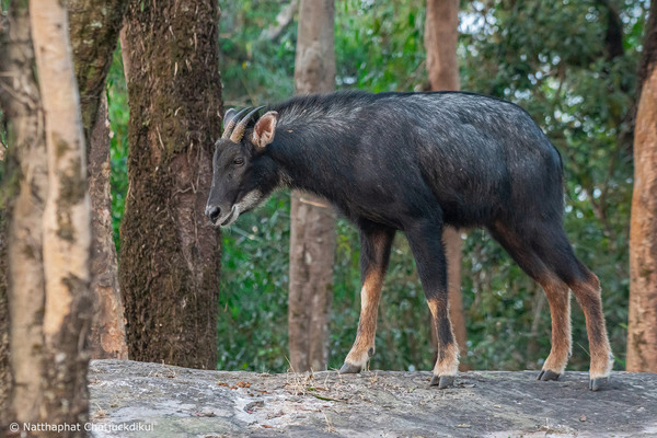 中華鬣羚（Capricornis milneedwardsii），又名山驢子、天馬、苏门羚、四不像