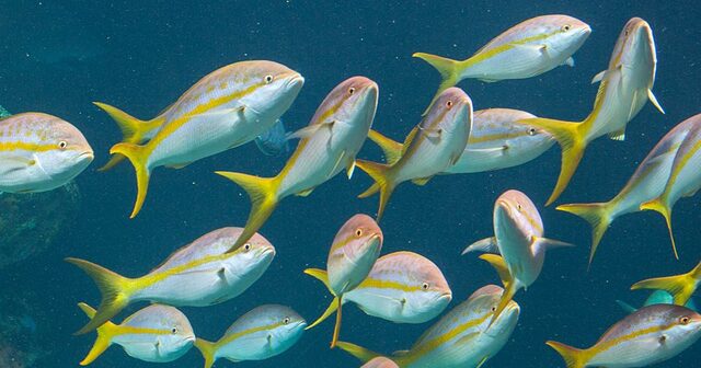 黄尾鲷（Ocyurus chrysurus），也被称为黄尾鲷鱼、敏尾笛鲷、黄敏尾笛鲷、黄尾鲷、鱼师鲷、黄尾笛鲷