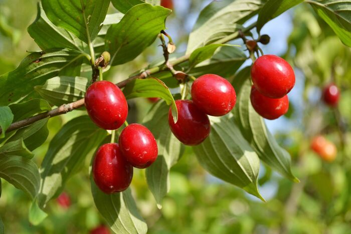 山茱萸 Cornus officinalis