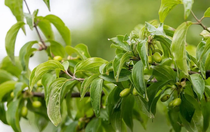 山茱萸 Cornus officinalis