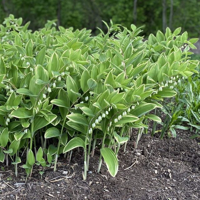 玉竹（学名：Polygonatum odoratum），也称尾参、地管子、萎蕤、铃铛菜、女草、娃草、丽草、葳参、尾参、玉参、小笔管菜、铃铛菜、灯笼菜、黄脚鸡、甜草根、 竹节黄、肥玉竹、明玉竹