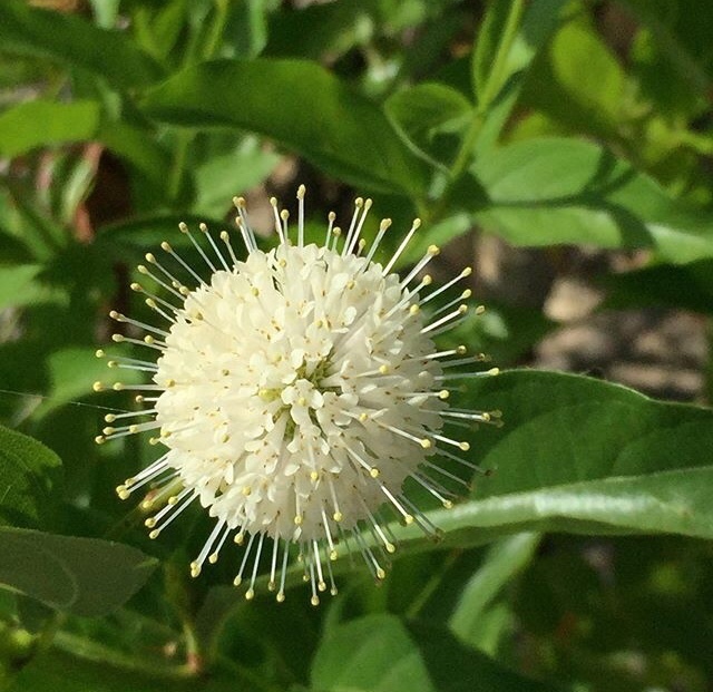 水杨梅（Cephalanthus occidentalis），亦称普通水杨梅、蜜铃、北美风箱树