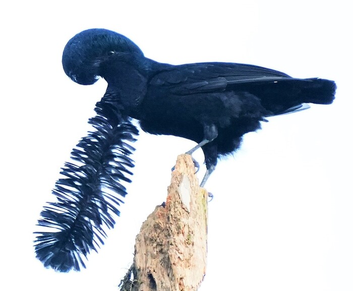 长耳垂伞鸟（学名：Cephalopterus penduliger）