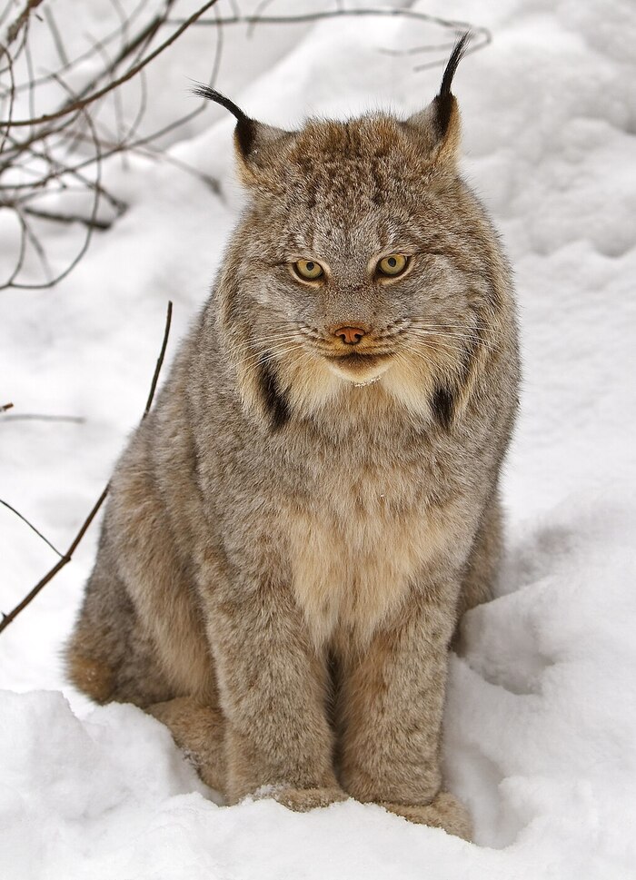 加拿大猞猁（Lynx canadensis）