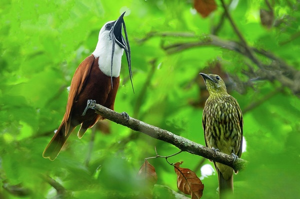 三肉垂铃鸟（Three-Wattled Bellbird，学名：Procnias tricarunculatus）