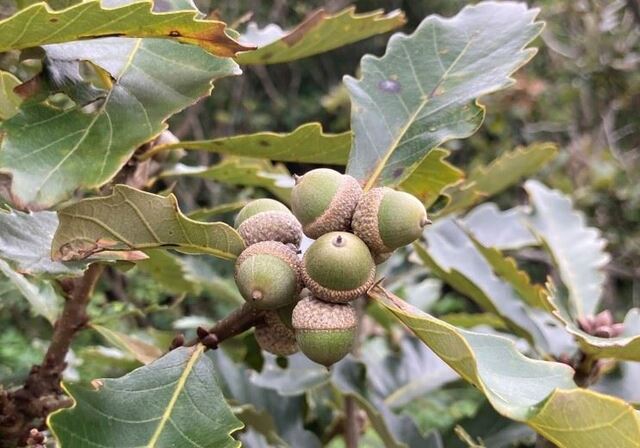 槲栎（学名：Quercus aliena），又名大斛树、槲樕、朴樕、大叶栎、、白栎树、虎朴、板栎树、青冈树、高山栎、东方白栎、异叶栎、木皮俗名赤龙皮等