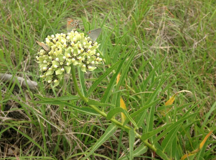 光叶马利筋（Asclepias asperula），也被称为羚羊角马利筋或蜘蛛马利筋、蜘蛛乳草、羚羊角乳草