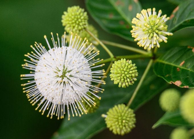 水杨梅（Cephalanthus occidentalis），亦称普通水杨梅、蜜铃、北美风箱树