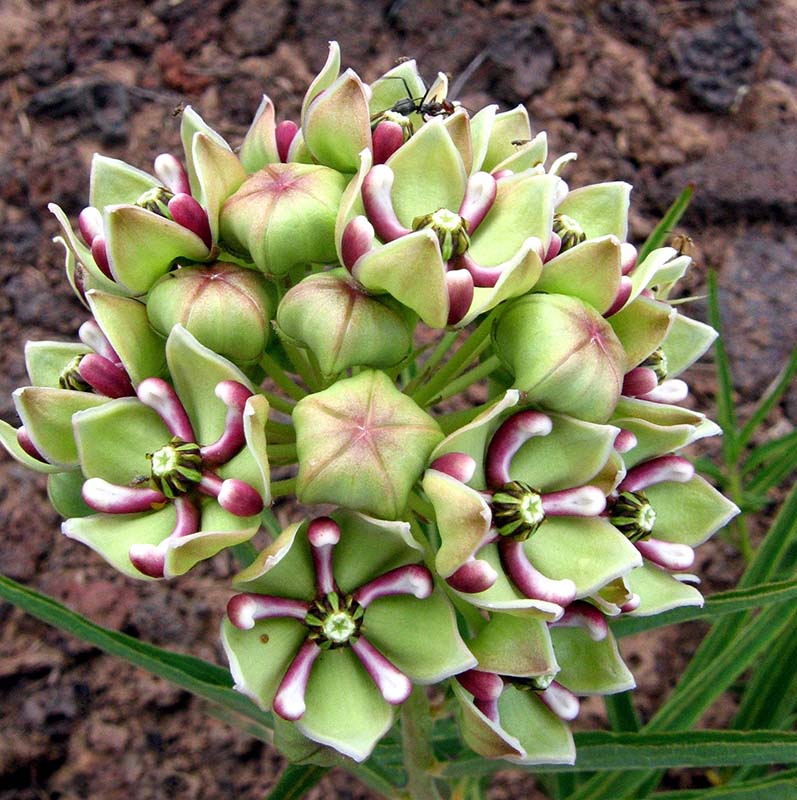 光叶马利筋（Asclepias asperula），也被称为羚羊角马利筋或蜘蛛马利筋、蜘蛛乳草、羚羊角乳草