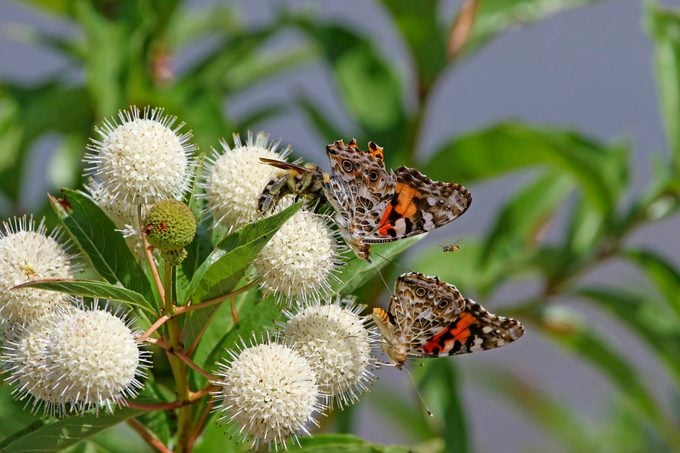 水杨梅（Cephalanthus occidentalis），亦称普通水杨梅、蜜铃、北美风箱树