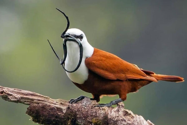 三肉垂铃鸟（Three-Wattled Bellbird，学名：Procnias tricarunculatus）