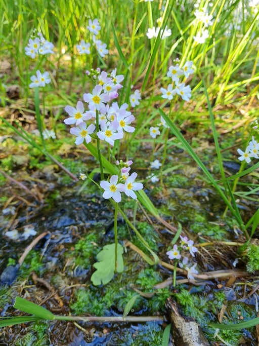 水堇（Hottonia palustris）又名水紫罗兰、水罗兰或羽状紫罗兰