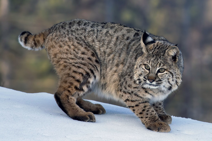 短尾猫（Lynx rufus）