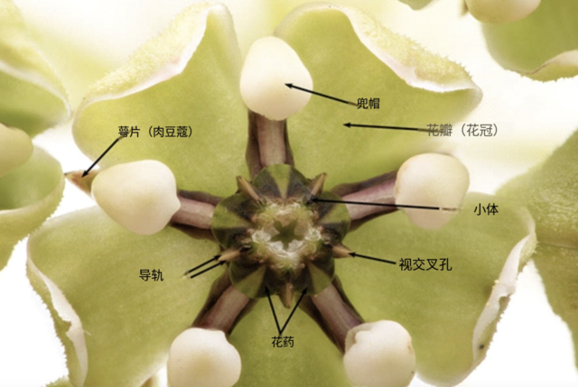 光叶马利筋（Asclepias asperula），也被称为羚羊角马利筋或蜘蛛马利筋、蜘蛛乳草、羚羊角乳草