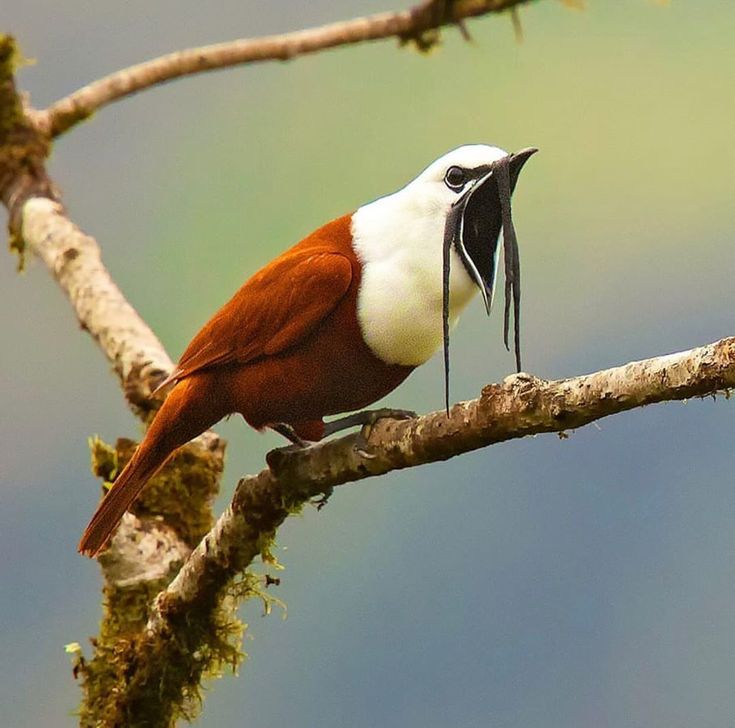 三肉垂铃鸟（Three-Wattled Bellbird，学名：Procnias tricarunculatus）全面介绍：神秘的中美洲“炫技明星”