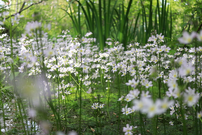 水堇（Hottonia palustris）又名水紫罗兰、水罗兰或羽状紫罗兰