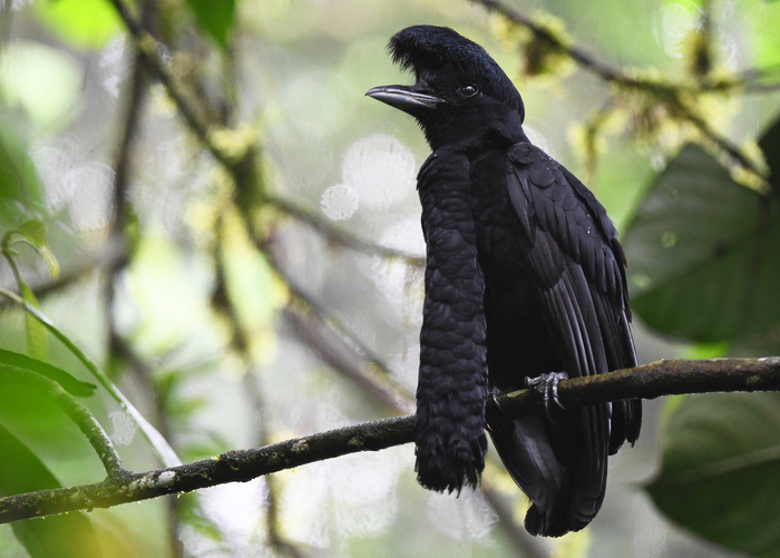 长耳垂伞鸟（学名：Cephalopterus penduliger）