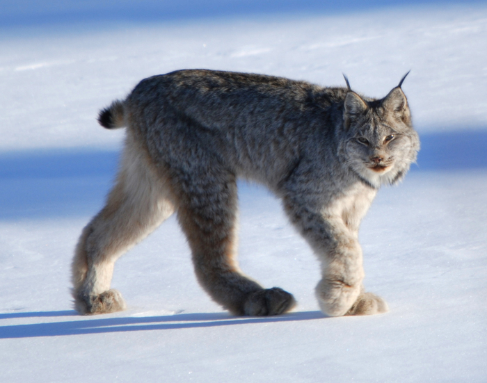 加拿大猞猁（Lynx canadensis）