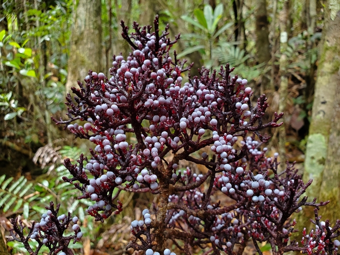 寄生松（Parasitaxus usta）：自然界中的孤独寄生者