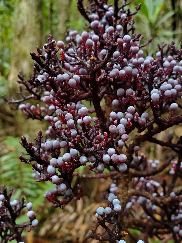 寄生松（学名Parasitaxus usta）又称寄生红豆杉、发育不良的雪松、珊瑚等