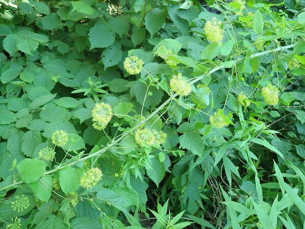 臭牛尾菜（学名：Smilax herbacea）又名光滑菝葜、草菝葜、光滑草本绿蔷薇等