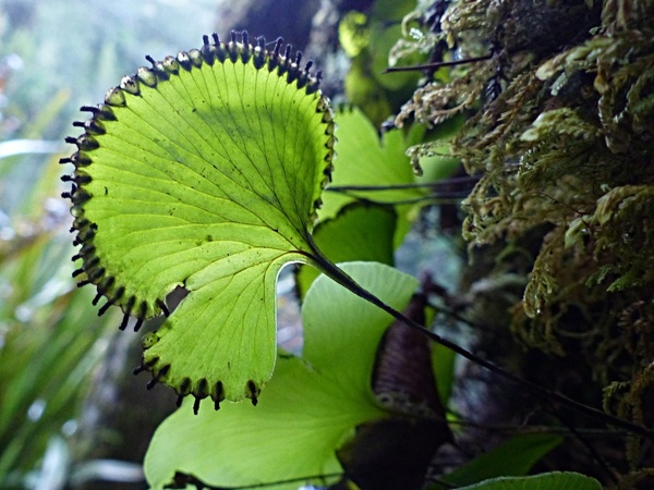 肾蕨 (Hymenophyllum nephrophyllum) 