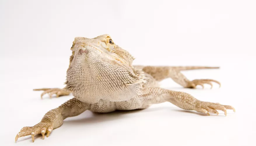 Average Life Expectancy of Bearded Dragons: Lifespan and Care Tips