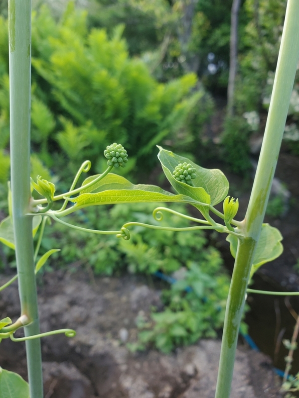 臭牛尾菜（学名：Smilax herbacea）又名光滑菝葜、草菝葜、光滑草本绿蔷薇等