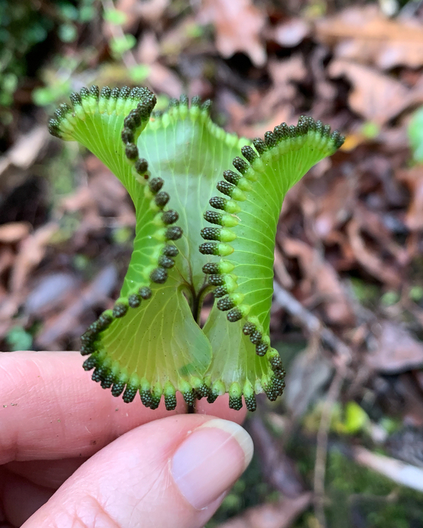 肾蕨 (Hymenophyllum nephrophyllum)：新西兰森林中的奇异之美