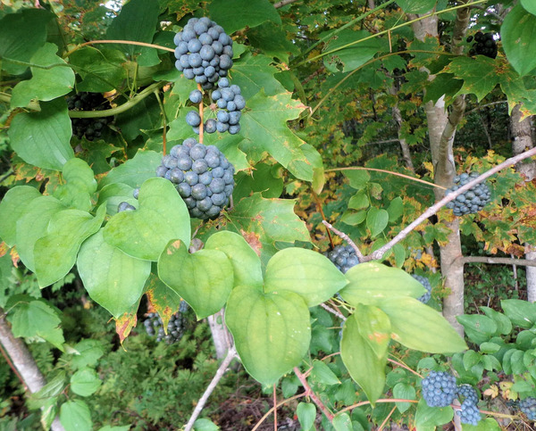 臭牛尾菜（学名：Smilax herbacea）又名光滑菝葜、草菝葜、光滑草本绿蔷薇等