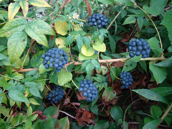 臭牛尾菜（学名：Smilax herbacea）又名光滑菝葜、草菝葜、光滑草本绿蔷薇等