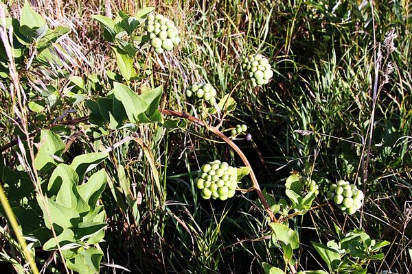 臭牛尾菜（学名：Smilax herbacea）又名光滑菝葜、草菝葜、光滑草本绿蔷薇等