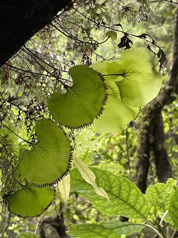 肾蕨 (Hymenophyllum nephrophyllum) 