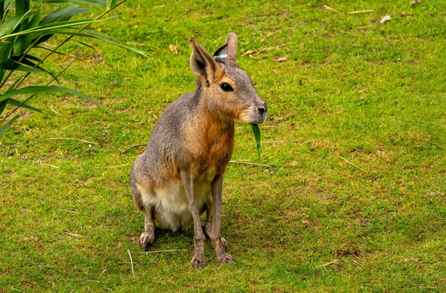 巴塔哥尼亚豚鼠（Dolichotis patagonum），也称巴塔哥尼亚玛拉或巴塔哥尼亚野兔