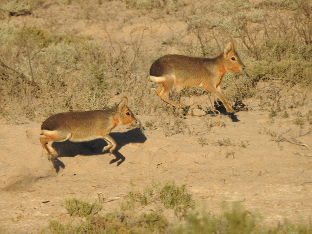 巴塔哥尼亚豚鼠（Dolichotis patagonum），也称巴塔哥尼亚玛拉或巴塔哥尼亚野兔